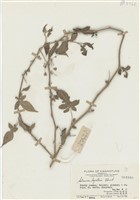 藏品(白英)的圖片